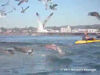 Baleia gorda quase engole surfista gata