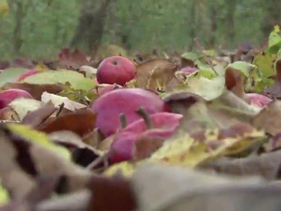 Britischer Apfelwein Cider: Vom Landei zum Kultgetränk