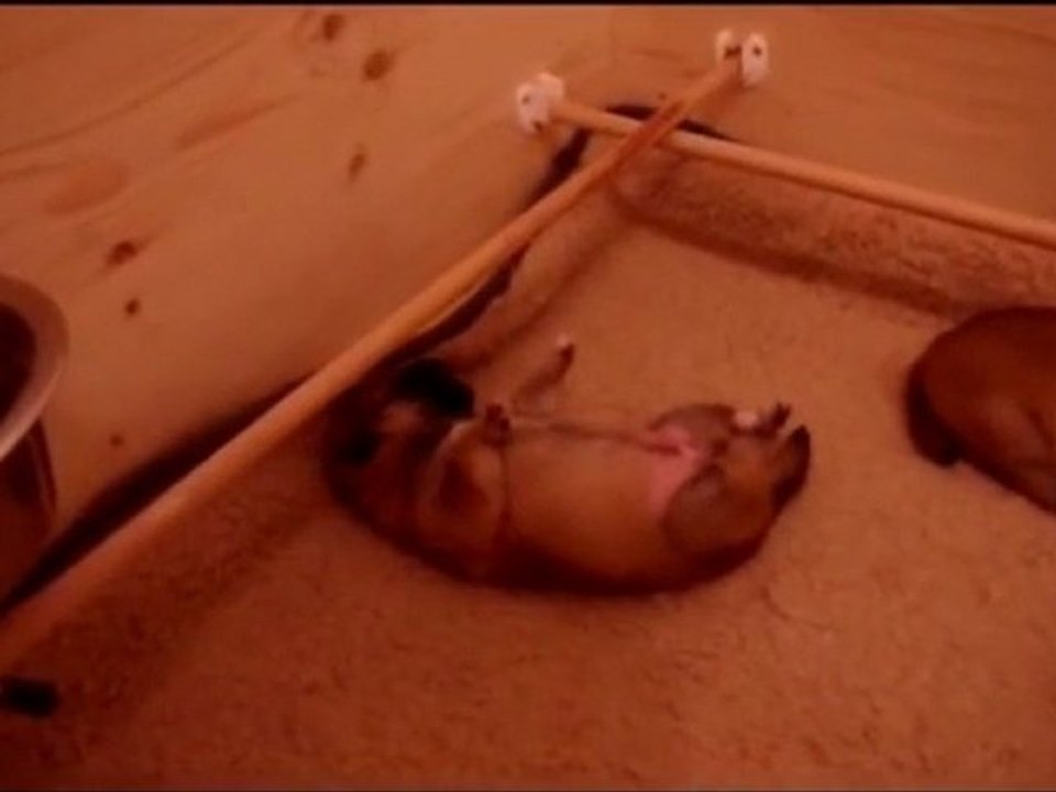 Puppies Jour 10