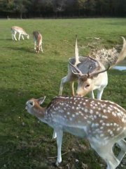 Bambi 2