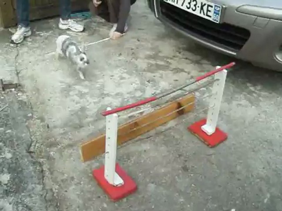record kaninhop