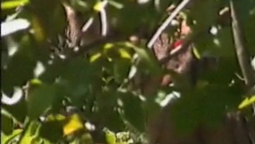 Bengal Kaplanı�nın Horoz Avı Dailymotion Video