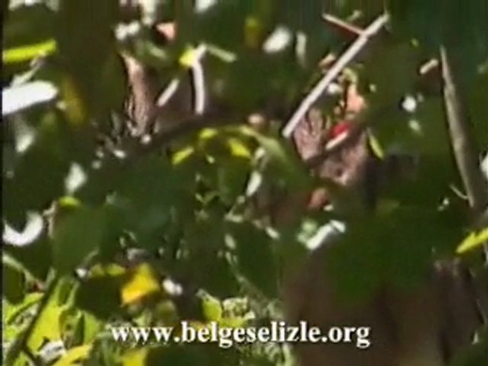 Bengal Kaplanı'nın Horoz Avı www.belgeselizle.org