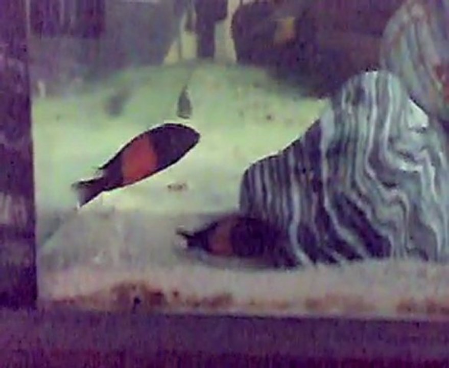 TROPHEUS RED BEMBA