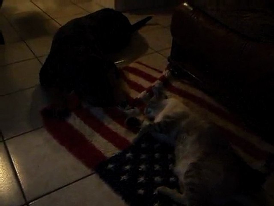 felina et elliot 001