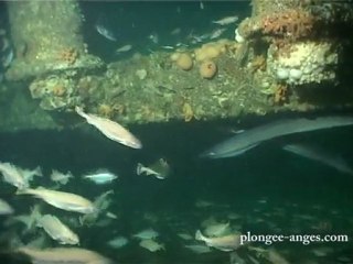 semaine épave Yeu  2008