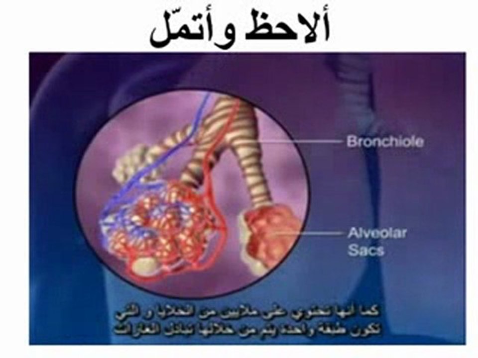 التبادل الغازي في مستوى الرّئتين