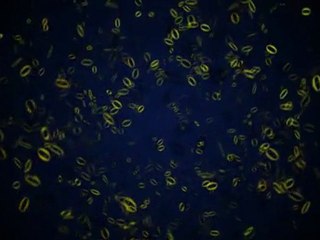 Lifted Logic Exploding Logo