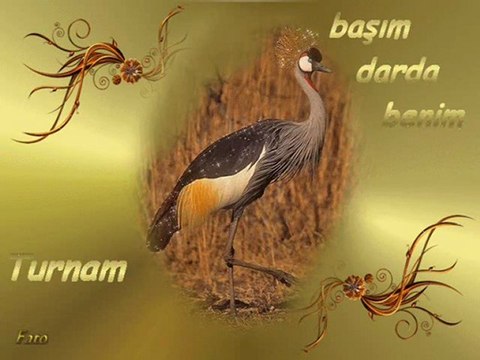 Canel - Turnam Başım Darda Benim
