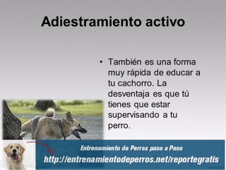 Como Educar a un Cachorro Pastor Aleman