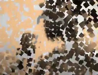 Asi BeLa | 2oıı | [ sonbahar ]