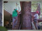 Austin Tree Service|Austin Tree Removal|Austin Tree Trimming
