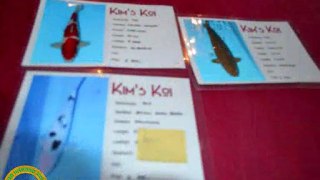 koi hunting bij kim's koi 26-11-2011