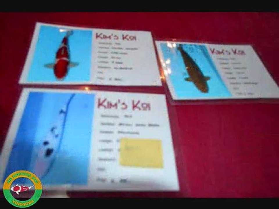 koi hunting bij kim's koi 26-11-2011