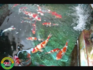 Danny's Koi Café  26-11-2011