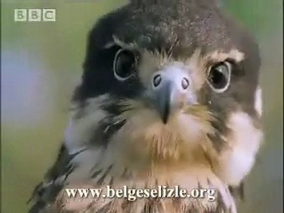 Hayvan Refleksleri www.belgeselizle.org