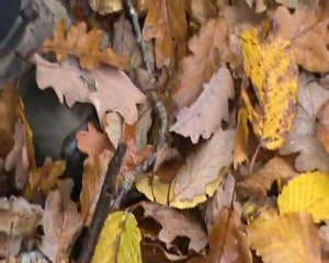 Sortie du 26-11-2011 2 ième partie