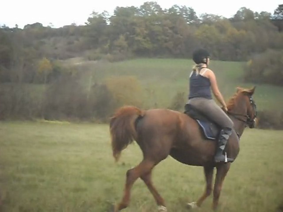Reprise de dressage - n°2 avec Lara. ♥