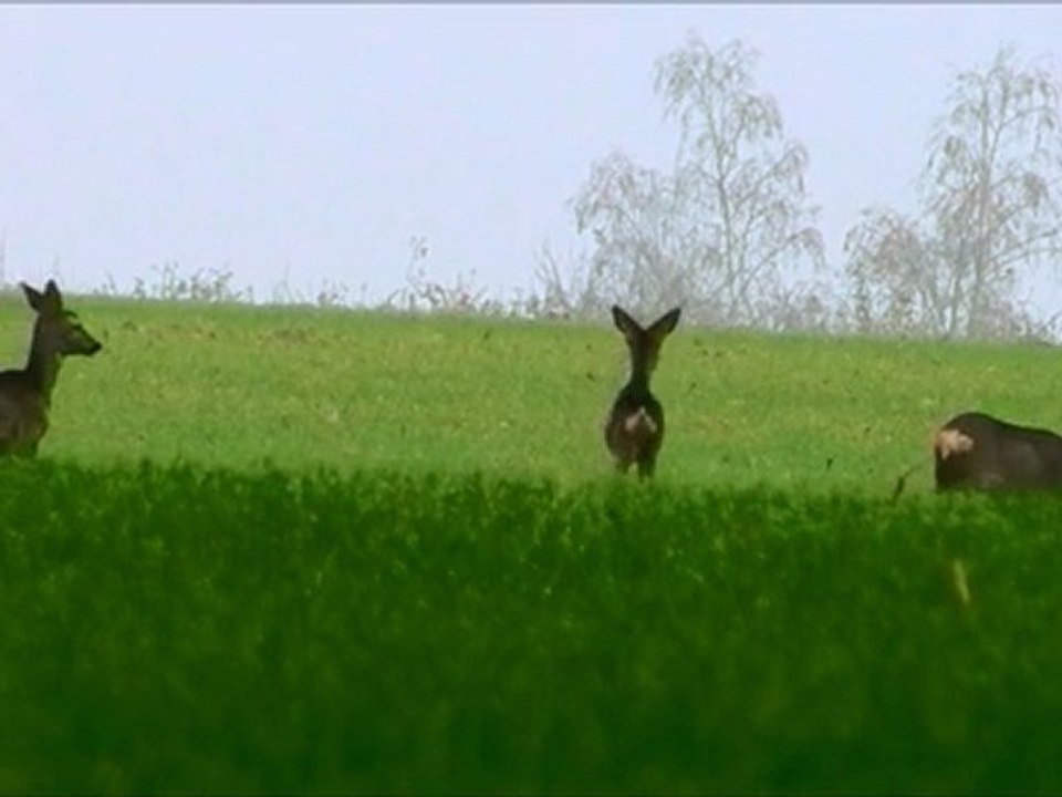 Chevreuils dans la plaine