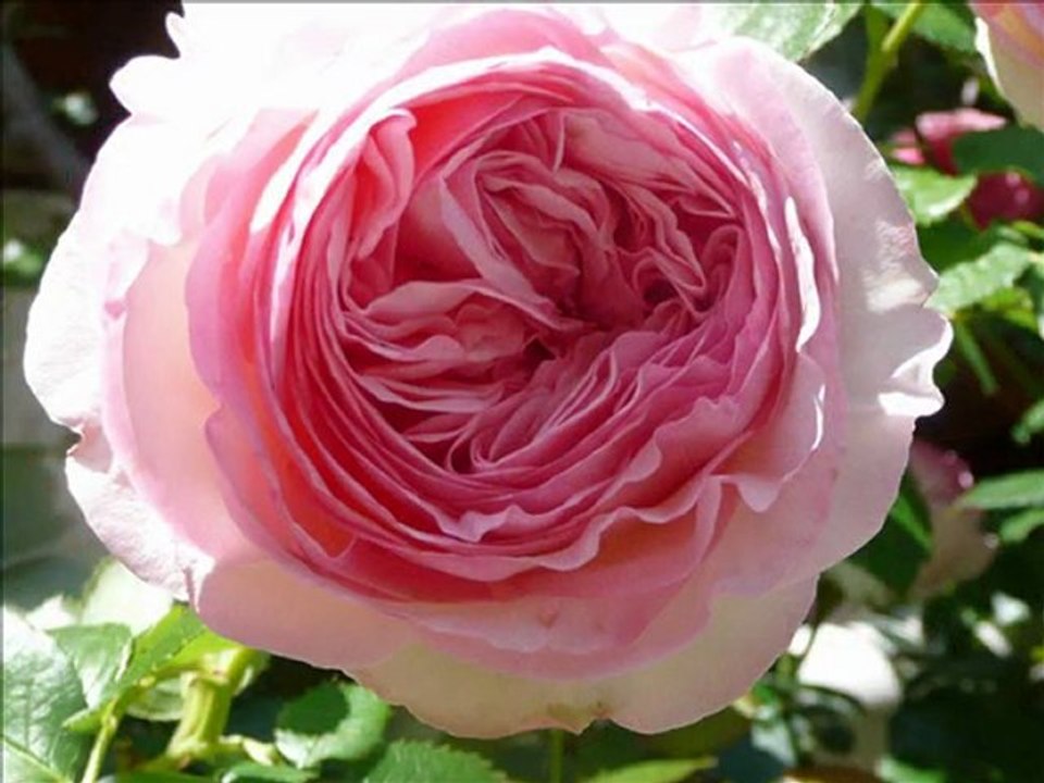 LES FLEURS DU JARDIN DE MARIE-CLAIRE 2011