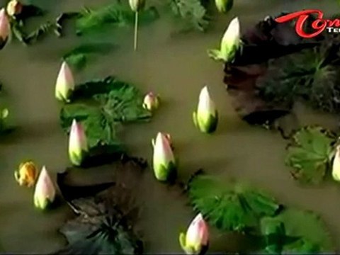 Rajanna Movie Gjijigadu Song Trailer - Baby Aney - In