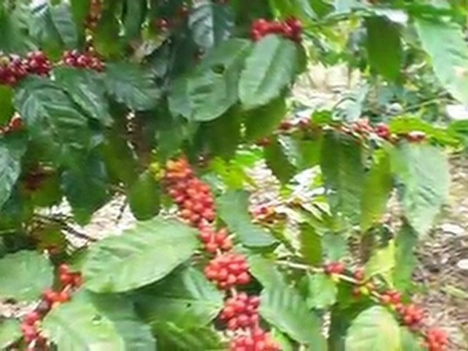 Venta de Finca En Yamaranguila, Intibuca
