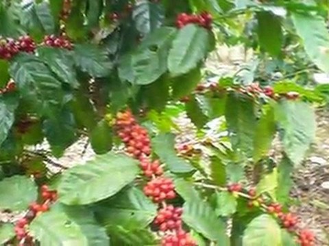 Venta de Finca En Yamaranguila, Intibuca