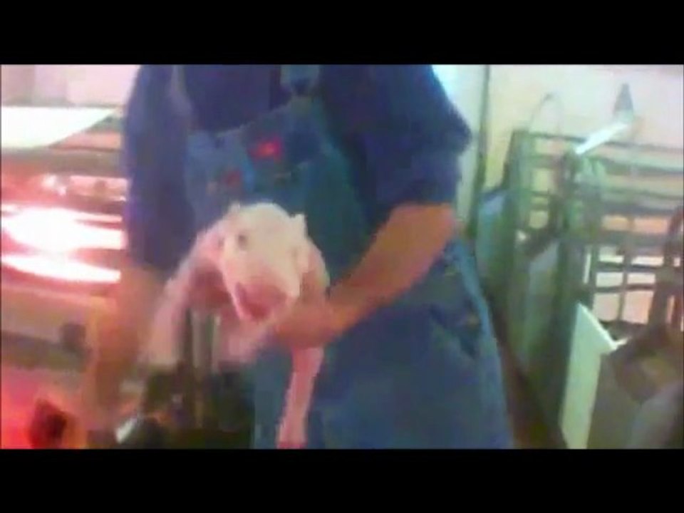 Mais ou va le monde ?! A partager si vous avez un coeur, a s'abstenir aux ames sensible