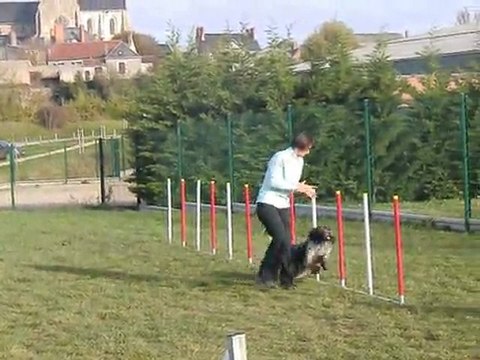 Entrainement Colchique Agility Novembre 2011