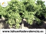 Naranjas online. Clementinas Oronules