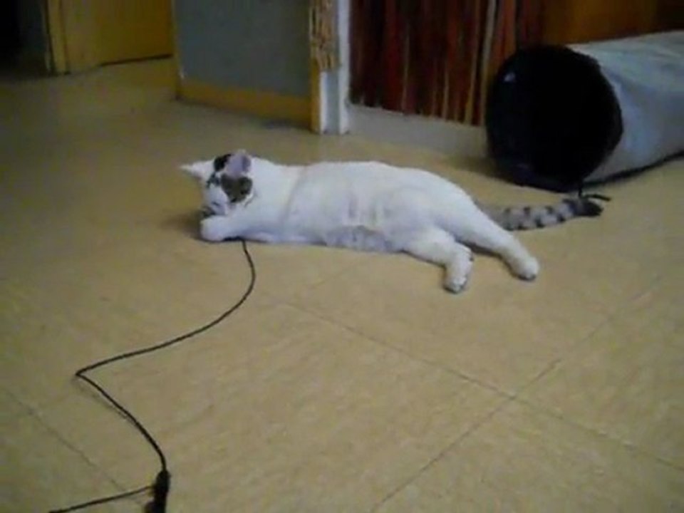 Phoebie