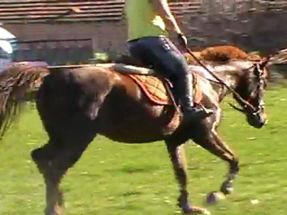 oxer 4