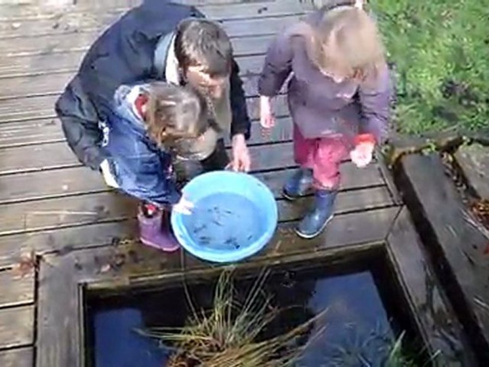 Remise à l'eau des poissons