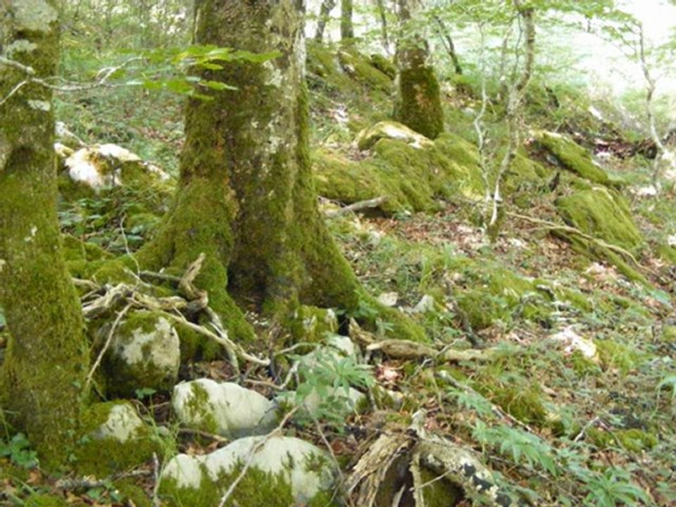 MA_ANANDA_MOYI_27-11-2011