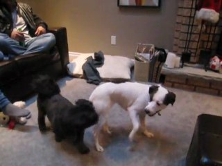 tommy and his girl friend Sushi playing