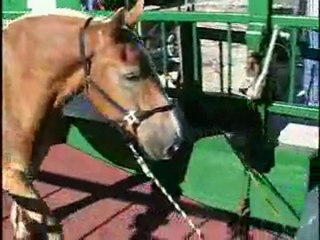 Mackinac Island Horse Leaving for the Winter