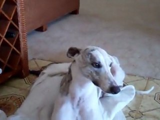 My Whippet Song1