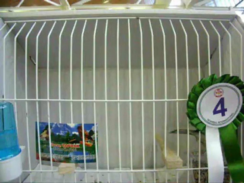 ENTERNASYONAL  SHOW | FESHANE 2011