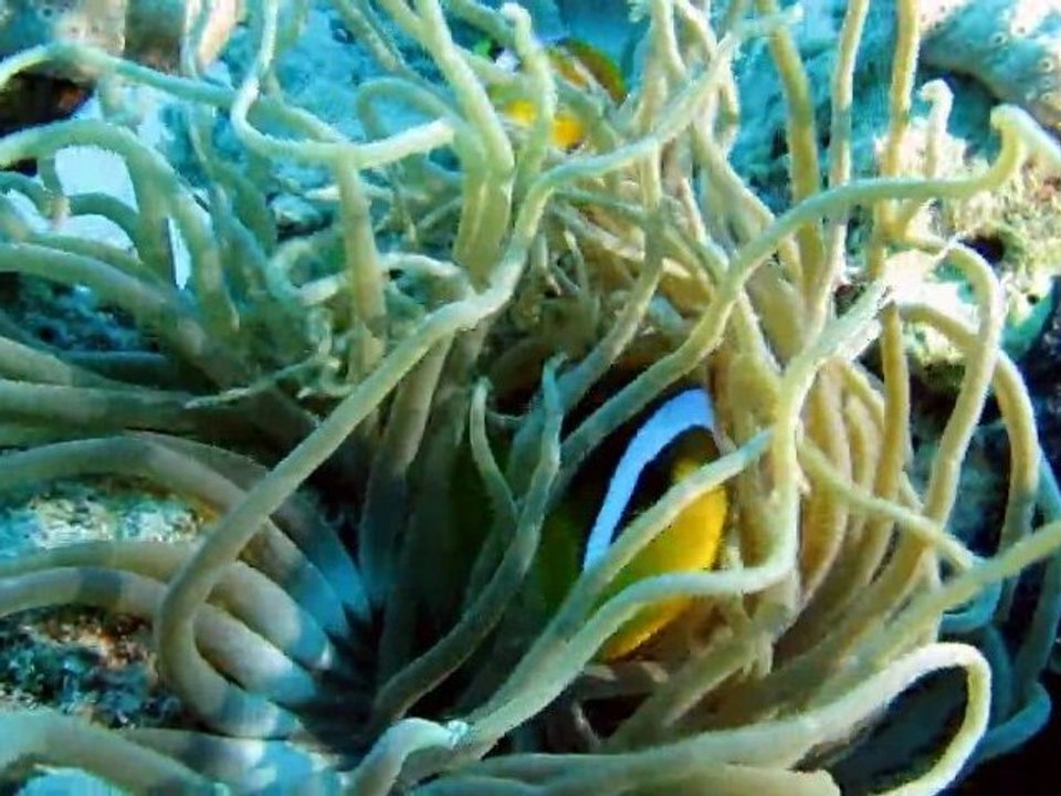 Mer Rouge - Croisière Exocet Juillet 2011