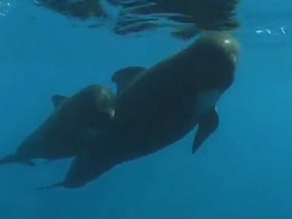 Cétacés de Méditerranée