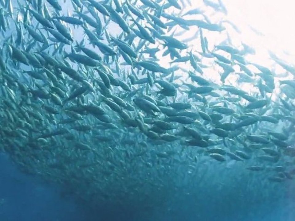 Un nuage de Saupes !