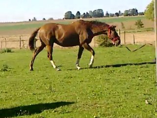 Cloé qui travaille fandango