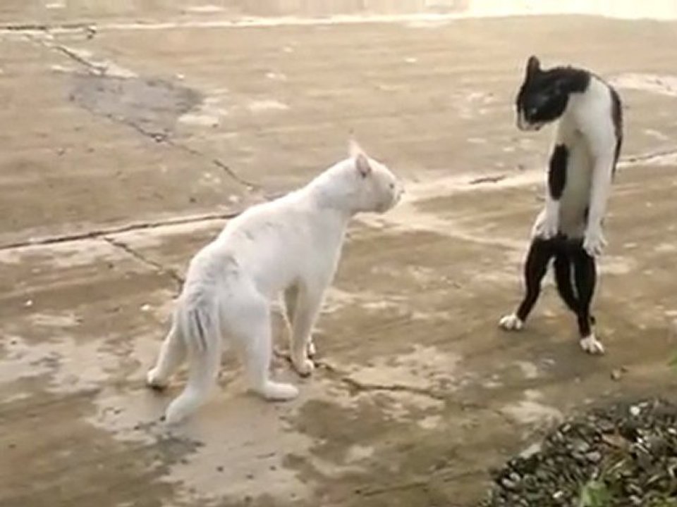 le chat cobra