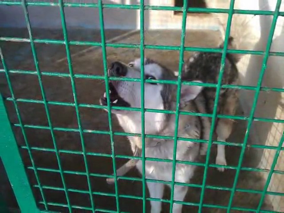 Schronisko dla piesków