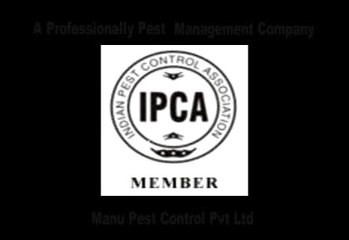 Termite queen king video