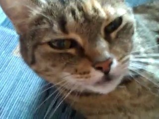 Kot Kaja nagrany HTC 7 Mozart!