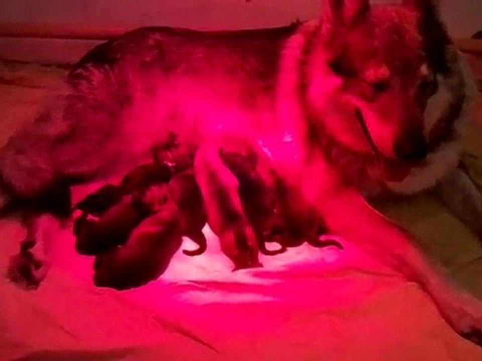 BB Indiana novembre 2011