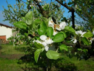 La pomme dans tous ses états