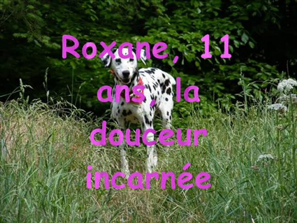 Dalmatien_sans_Famille_nos_proteges_a_adopter_2011_12_05