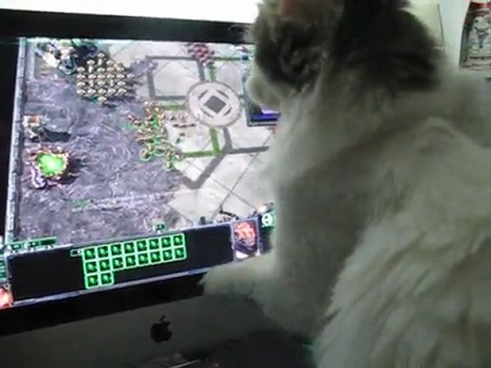 Mon chat, ce geek !